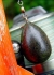 Korda Pear Swivel